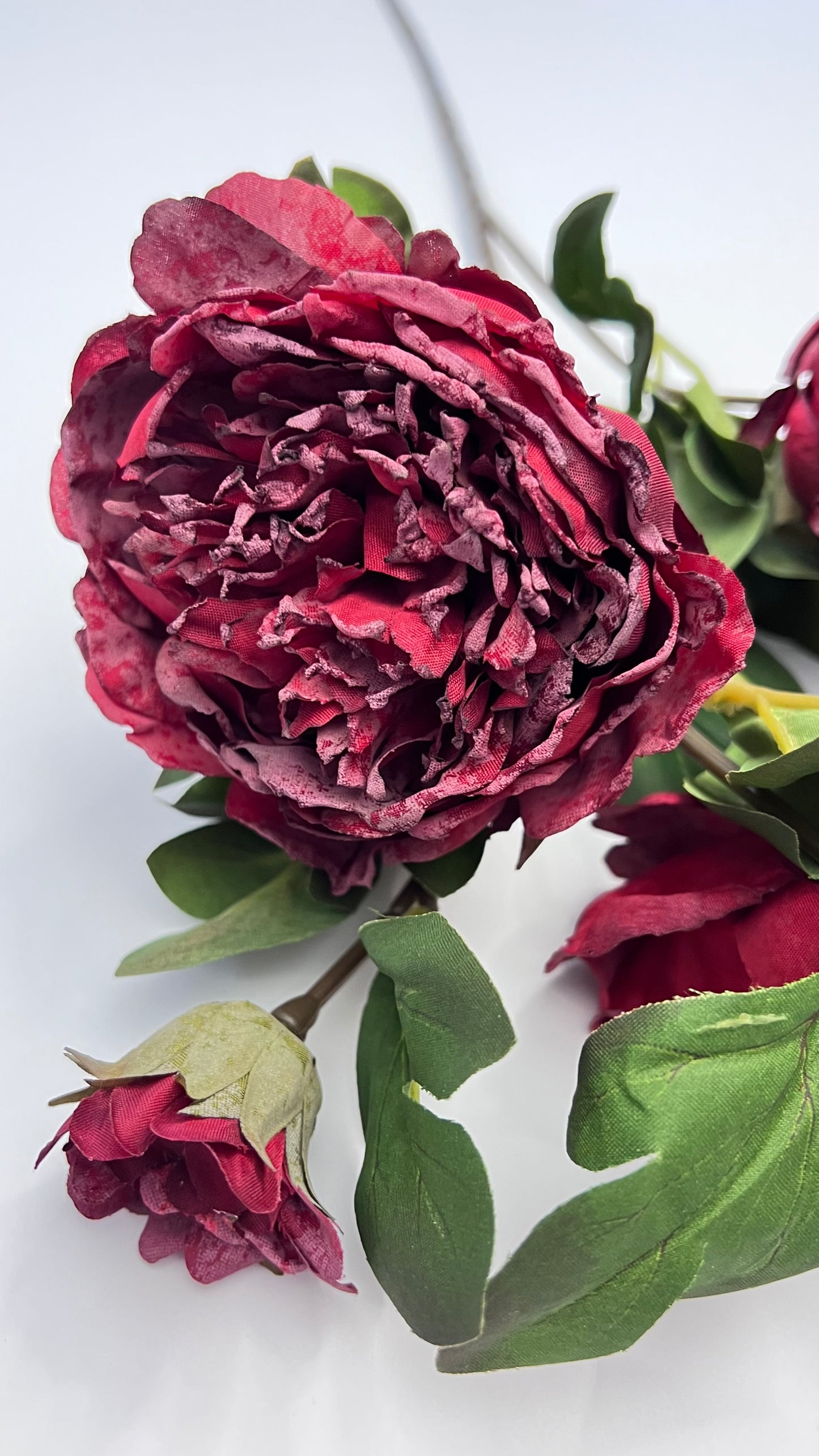 Dried Peony Spray- Deep Red