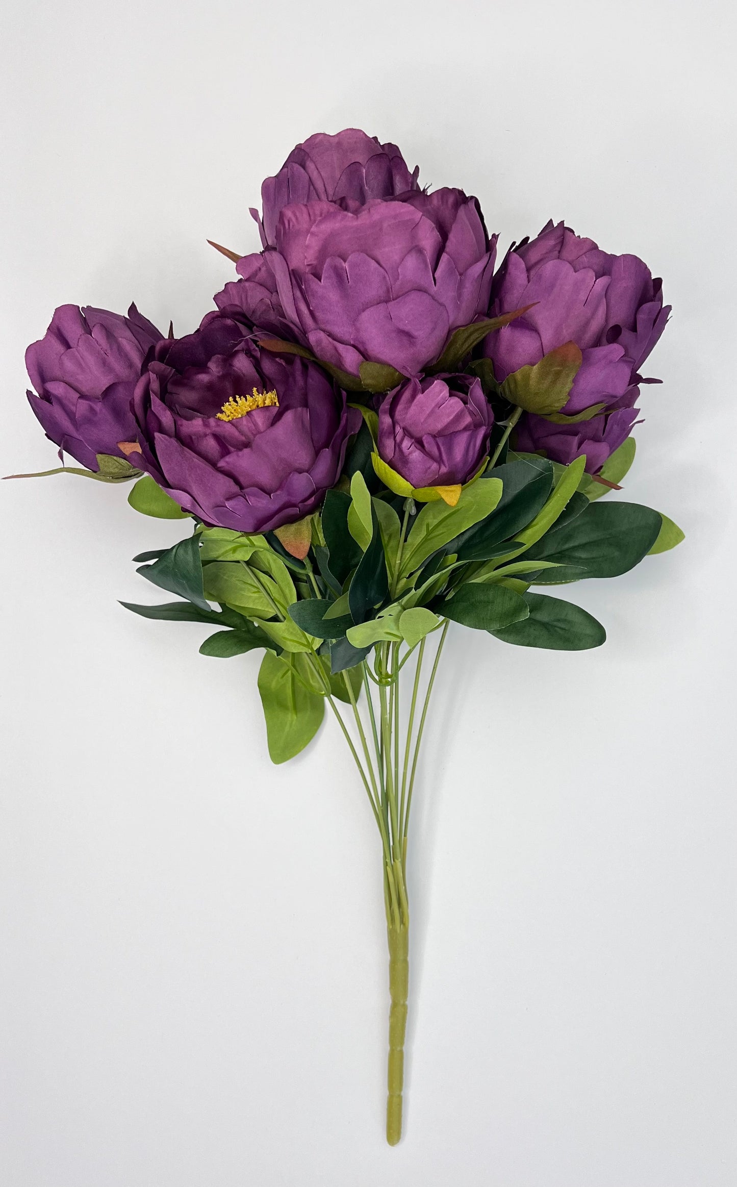 Peony Bush- Purple