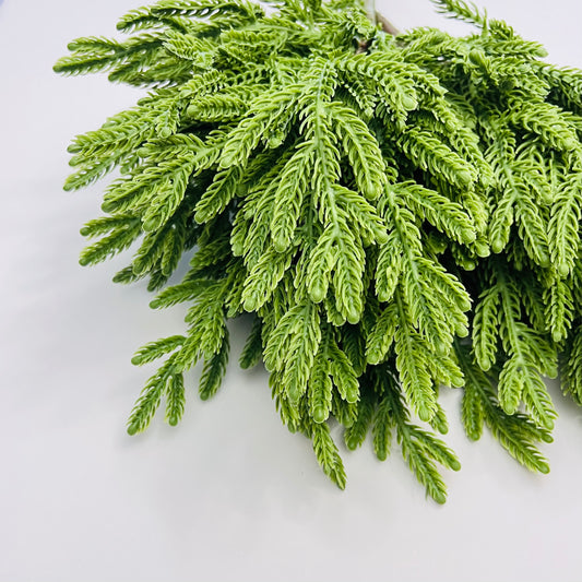 Norfolk Fir Bundle- Green