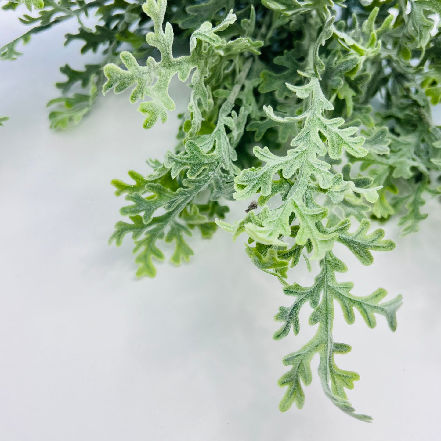 Dusty Miller Bush