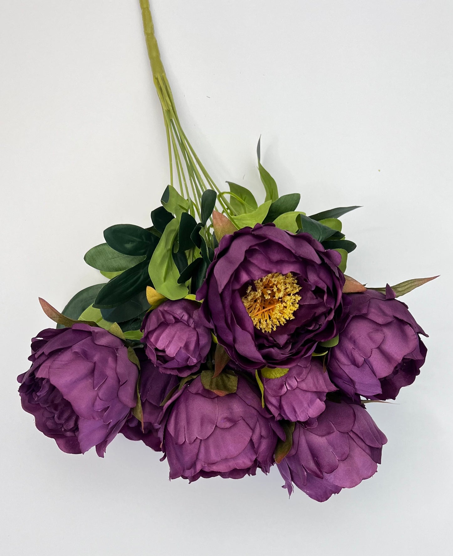 Peony Bush- Purple