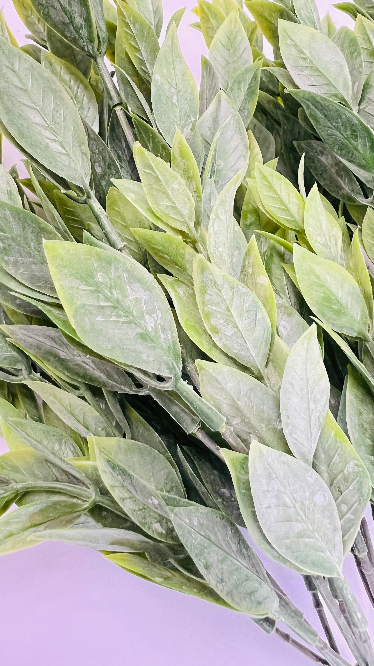 Italian Ruscus Bush