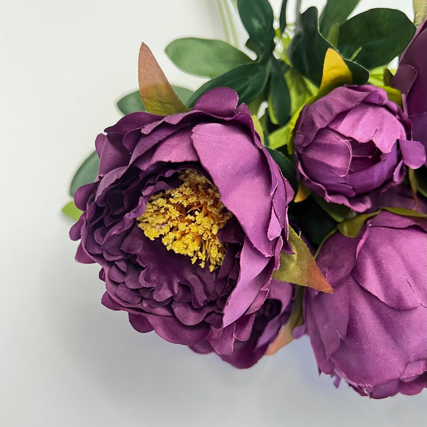 Peony Bush- Purple