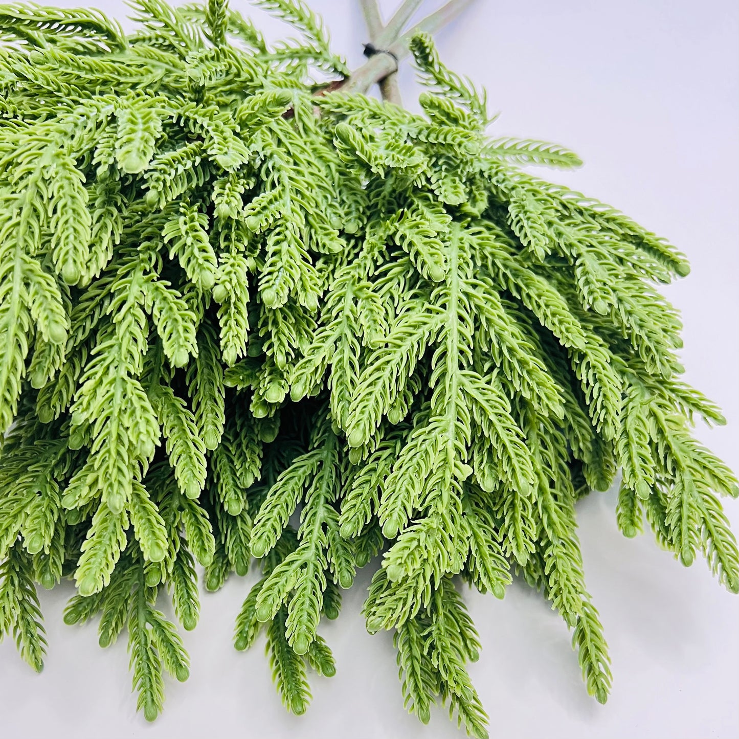 Norfolk Fir Bundle- Green