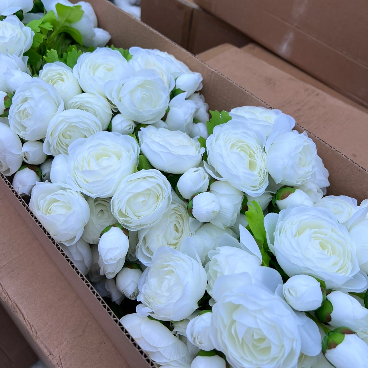 Ranunculus Bundle- White