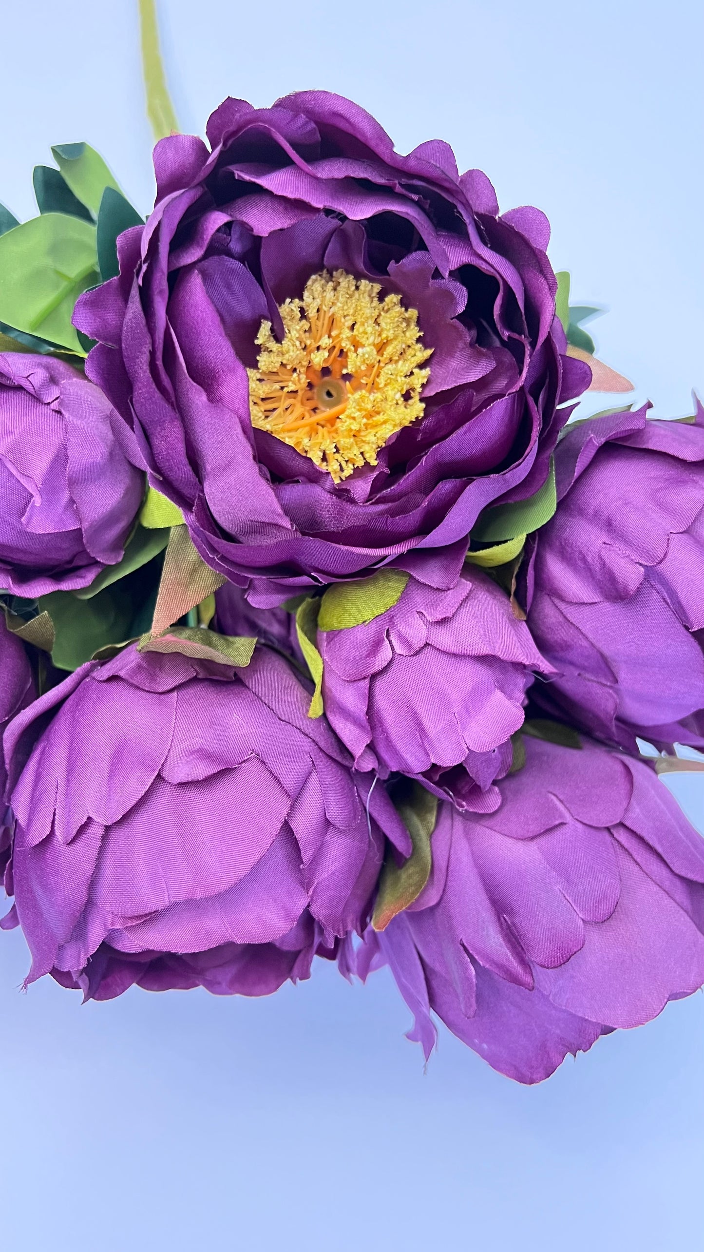 Peony Bush- Purple