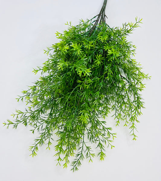 Springeri Bush (Mini Bamboo)