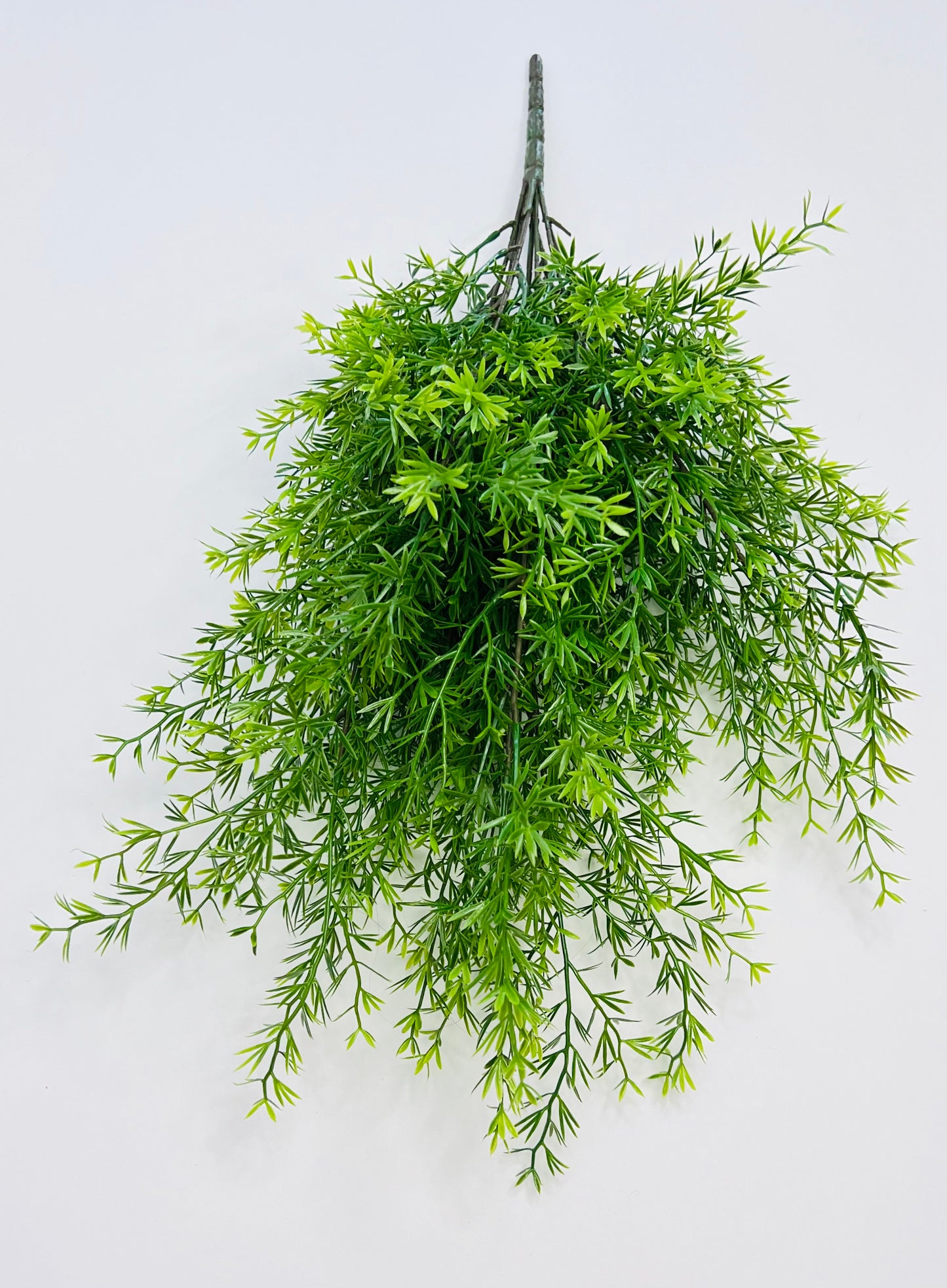 Springeri Bush (Mini Bamboo)