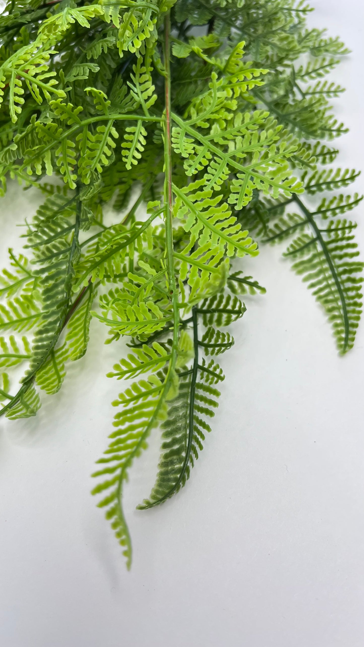 Leather Leaf Fern-Real Touch