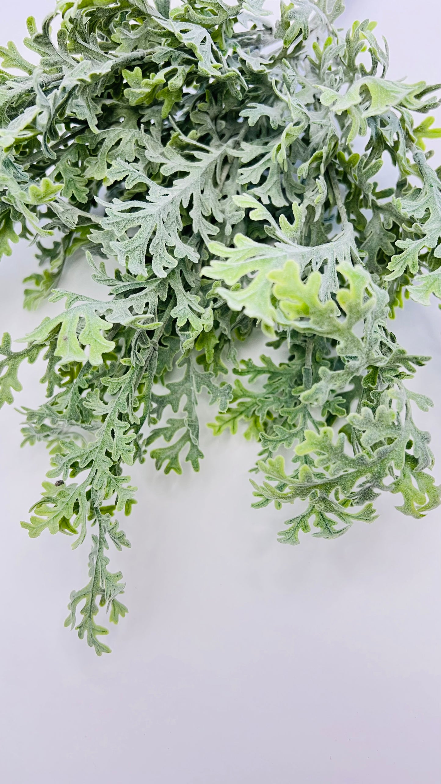 Dusty Miller Bush