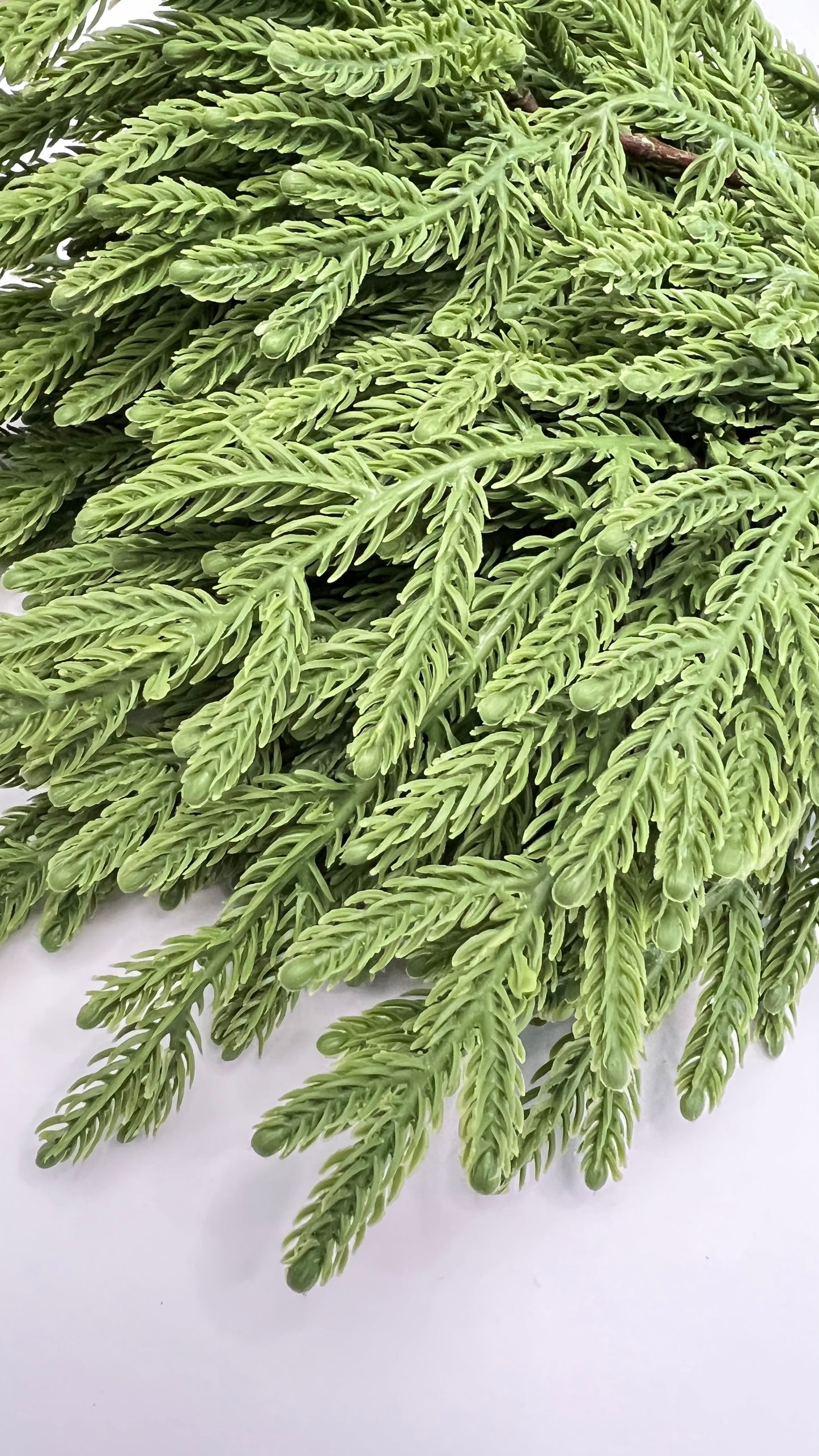 Norfolk Fir Bundle- Green